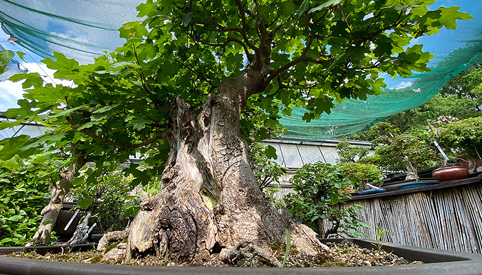 Bonsai